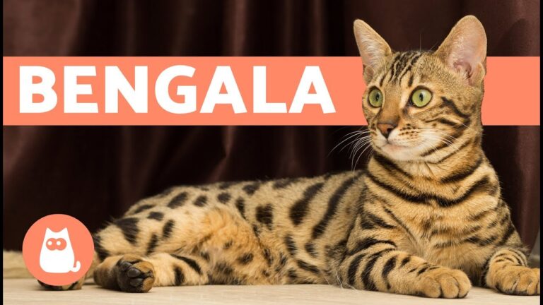Descubre cuánto cuesta tener un exquisito gato bengalí