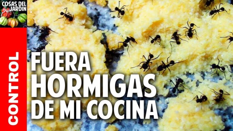 Despídete de las hormigas en tu cocina: soluciones efectivas en la encimera
